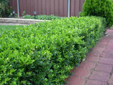 Korean Box - Buxus Microphylla Microphylla - 140mm pot