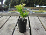 Korean Box - Buxus Microphylla Microphylla