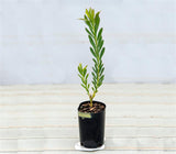 Devil's Blush - Leucadendron Salignum
