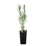 Italian Lavender  - Lavender Stoechas Avonview