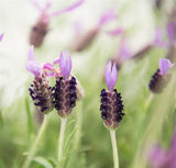Italian Lavender  - Lavender Stoechas Avonview