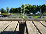 French Lavender - Dentata