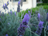 French Lavender - Dentata