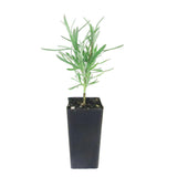 English Lavender Grosso - Lavandula x Intermedia