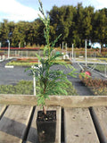 Leighton Green Conifer – Leyland Cypress