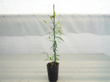 Lemon Scented Tea tree - Leptospermum Petersonii