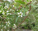 Lemon Scented Tea tree - Leptospermum Petersonii
