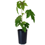 Sweet Gum - Liquidambar styraciflua