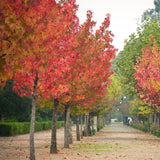 Sweet Gum - Liquidambar styraciflua