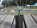 Liriope Evergreen Giant - Liriope Muscari