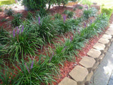Liriope Evergreen Giant - Liriope Muscari