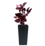 Little Ruby - Alternanthera Denata