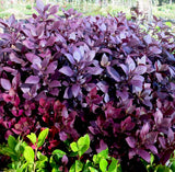 Little Ruby - Alternanthera Denata