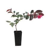 Loropetalum China Pink | Fringe Flower | Buy Online