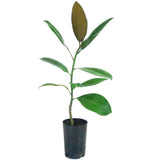Magnolia Exmouth - Magnolia grandiflora Exmouth END OF BATCH / IMPERFECT STOCK.