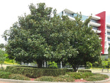 Magnolia Exmouth - Magnolia grandiflora Exmouth END OF BATCH / IMPERFECT STOCK.
