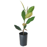 Magnolia Little Gem - Magnolia Grandiflora Dwarf Form END OF BATCH / IMPERFECT STOCK