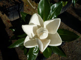 Magnolia Little Gem - Magnolia Grandiflora Dwarf Form END OF BATCH / IMPERFECT STOCK