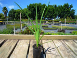 Mat Rush Lomandra - Longifolia