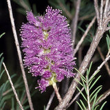 Rosy Paperbark - Melaleuca Diosmatifolia