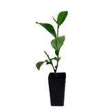 Coconut Magnolia - Michelia Coco
