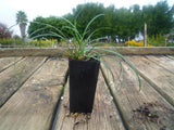 Mondo Grass - Ophiopogon Japonicus END OF BATCH / IMPERFECT STOCK