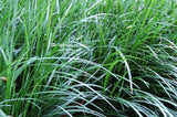 Mondo Grass - Ophiopogon Japonicus END OF BATCH / IMPERFECT STOCK