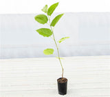 Mulberry Black - Morus Nigra