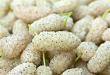 Mulberry White - Morus Alba