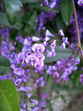 Happy Wanderer - Hardenbergia Violacea
