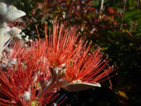 NZ Christmas Bush - Metrosideros Thomasii