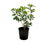 Orange Jasmine - Murraya Paniculata - 140mm Pot