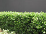 Orange Jasmine | Murraya Plant | Mock Orange Hedge