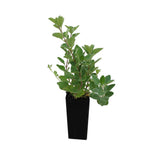 Oregano Greek Herb - Origanum Heracleaticum
