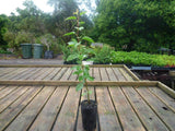 Ornamental Pear - Pyrus Calleryana