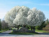 Ornamental Pear - Pyrus Calleryana