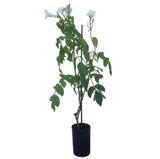 Lady Di Pandorea Jasminoides