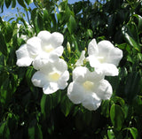 Lady Di Pandorea Jasminoides