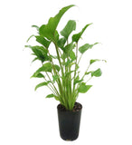 Philodendron Xanadu
