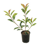 Photinia Red Robin - Photinia x fraseri - 140mm Pot