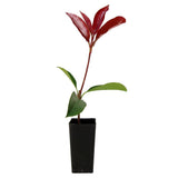 Photinia Red Robin - Photinia x fraseri