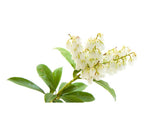 Pieris Temple Bells - Pieris Japonica