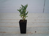 Pigface Lemon - Mesembryanthemum END OF BATCH / IMPERFECT STOCK.