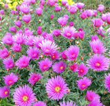 Pigface Pink - Mesembryanthemum END OF BATCH / IMPERFECT STOCK