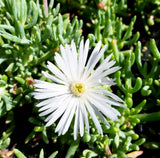 Pigface White - Mesembryanthemum END OF BATCH / IMPERFECT STOCK