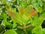 Pink Escallonia - Escallonia Rubra Macrantha