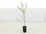 Pittosporum Silver Sheen - Pittosporum tenuifolium