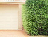 Pittosporum Silver Sheen - Pittosporum tenuifolium