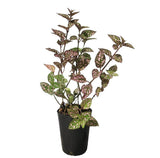 Polka Dot plant Pink - Hypeostas phyllostachya