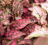 Polka Dot plant Pink - Hypeostas phyllostachya